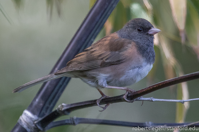 junco